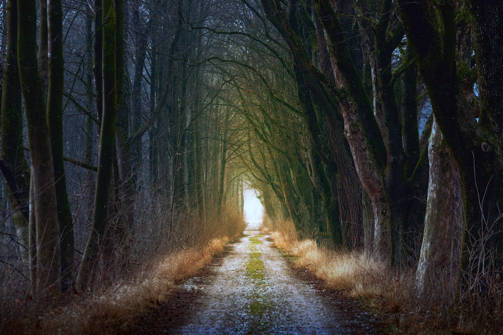 Forest Trees Pathway